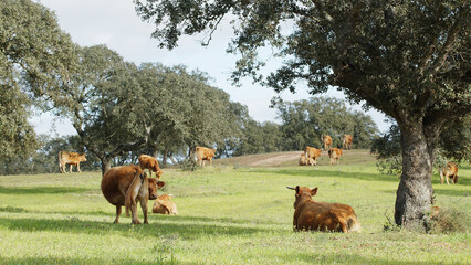 Herd of cows grazing in the meadow between green trees in spring or summer day.