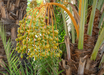 Green unripe dates fruit clusters on date palm close up.