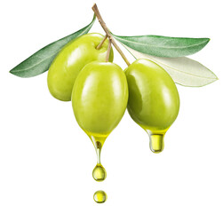 Green olives on olive tree branch with oil drops isolated on a white background. Clipping path.