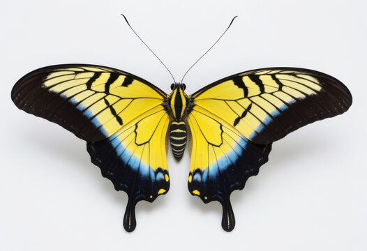 Heliconius sara butterfly with open wings, Siproeta epaphus, tropical butterfly, top view on white background, close-up photography