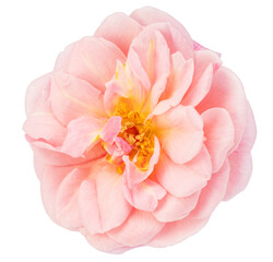 Pale pink roses on white background. File contains clipping path.