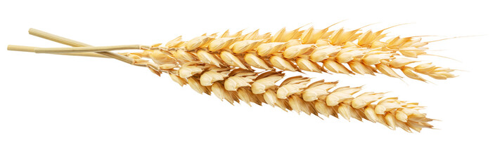 Ripe wheat ears isolated on white. File contains clipping paths.