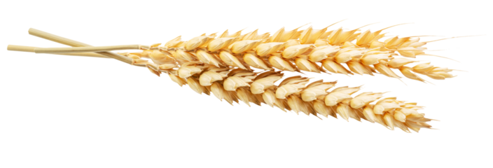 Ripe wheat ears isolated on white. File contains clipping paths.