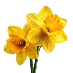 Fototapeta premium A close-up of two bright yellow daffodils against a black background
