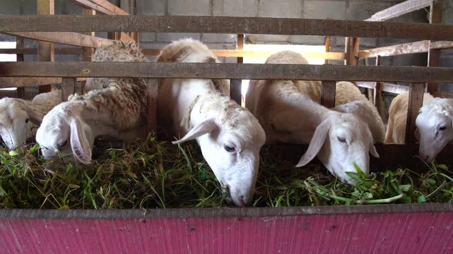 Group of white goats eating fresh grass together in a wooden barn on a rural farm.
