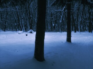 Dark winter forest. Trees with snow in the evening. Gloomy snowy woods. Mysterious landscape.
