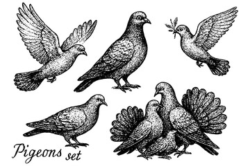 set of birds,
Doves Hand-Drawn Illustration, Artistic Bird Sketches