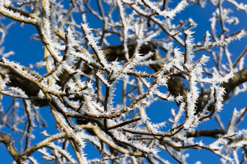 plantes givr&eacute;es