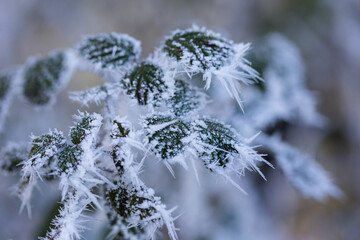 plantes givr&eacute;es