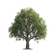 Fototapeta premium Majestic green tree standing tall against white background