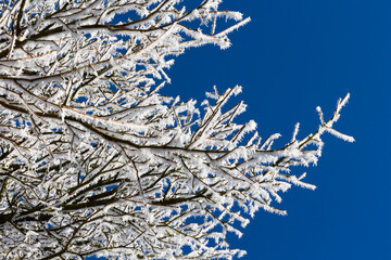 plantes givr&eacute;es