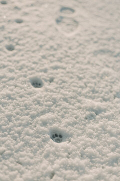 Traces de pattes de chat sur un manteau neigeux blanc