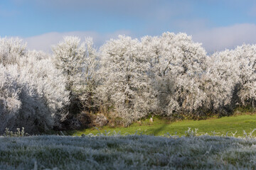 paysage givr&eacute;