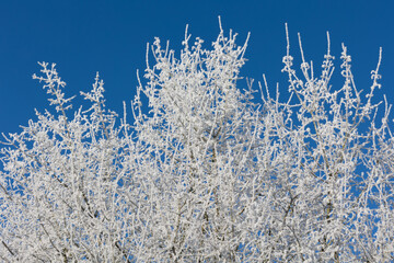 plantes givr&eacute;es