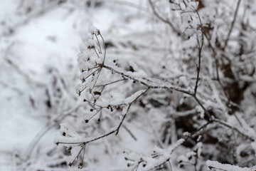 Winter Nature Walk Through Snow Covered Forest