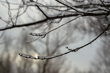 Winter Nature Walk Through Snow Covered Forest