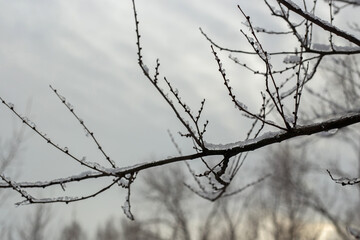 Winter Nature Walk Through Snow Covered Forest