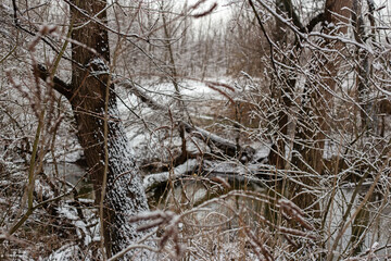 Fototapeta premium winter landscape with snow