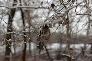 winter landscape with snow