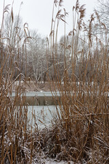Obraz premium winter landscape with snow
