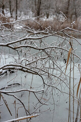 winter landscape with snow
