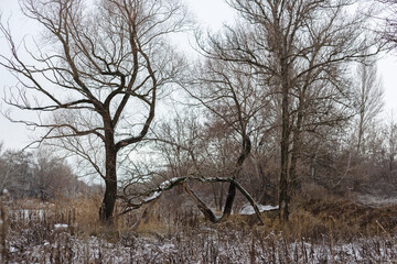 winter landscape with snow