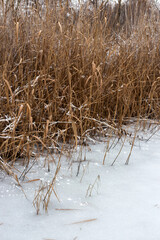 winter landscape with snow
