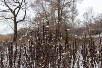 winter landscape with snow