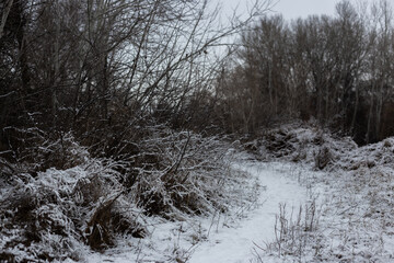 winter landscape with snow