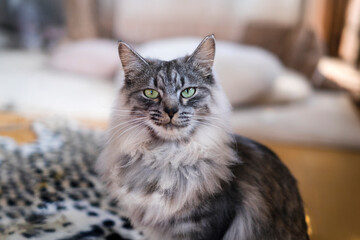 悪人顔のサバトラ猫_ドヤ顔