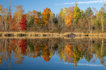 Beaver lodge on Haley Pond in fall, Rangeley, Maine