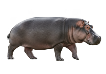 A large hippopotamus standing profile view with transparent skin texture isolated on transparent background