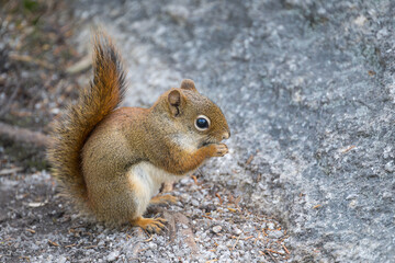 American Red Squirrel, Tamiasciurus hudsonicus, eating, near Rangeley, Maine