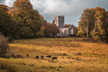 Muckross Abbey amid autumn woodland, overlooking a grassy meadow where Kerry cattle graze, in Killarney National Park, Ireland