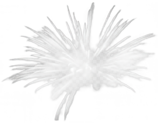 Sea Urchin png Marine Life cutout Ocean Creature png Underwater Animal cutout Spiny Starfish png Coastal Fauna cutout Echinoderm png Submarine Life