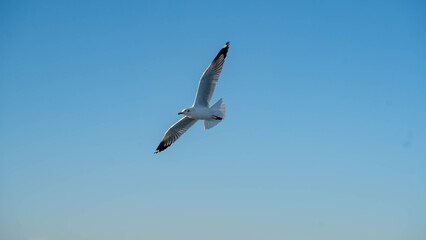 Obraz premium Seagull flying with wings spread against clear blue sky