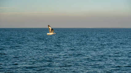 Naklejka premium Seagull flying over calm blue ocean with copy space