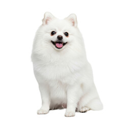 Obraz premium A small, transparent, fluffy adult Pomeranian dog with dark, expressive eyes, tongue slightly out, attentively looking at camera in a bright studio, white background. Concept of a happy,