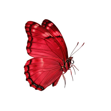 A vibrant Colias croceus butterfly with crimson forewings and maroon hindwings, delicate antennae, mid-flight, isolated against a transparent background. Concept of natural insect beauty