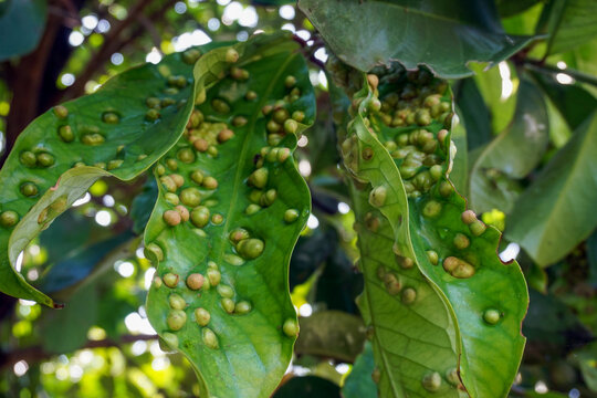 Leaves are in a condition of leaf rot, which is an abnormal swelling of plant tissue caused by the plant's reaction to the activity of laying eggs and eating insects or mites
