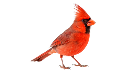 A bright red bird is depicted on a transparent background.