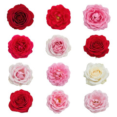 Fototapeta premium a collection of roses in various shades of red pink and white for floral arrangements and wedding decorations isolated on transparent background