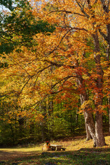 Naklejka premium Fall color, Mount Equinox, Vermont