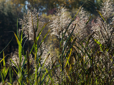 Grasses on the shore of Kent Pond, near Killington, Vermont