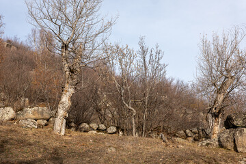 dead tree in the forest