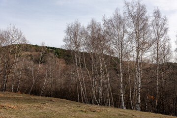 old fence in the forest