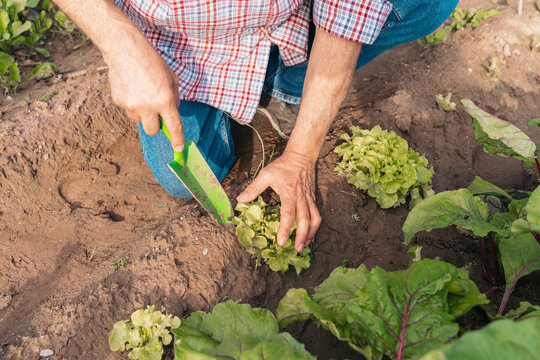 Close-up of farmer hands planting young lettuce seedlings with a trowel in garden soil