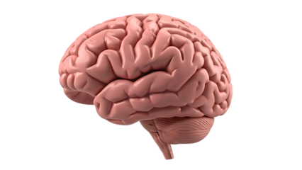 3D rendering of a human brain on a checkered background