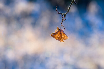 Frozen autumn leaf hanging on branch with soft blue background