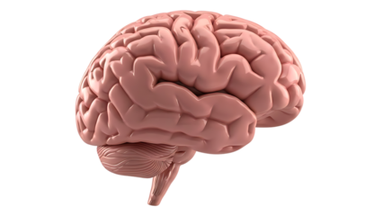 3D rendering of a pink human brain on a grid background